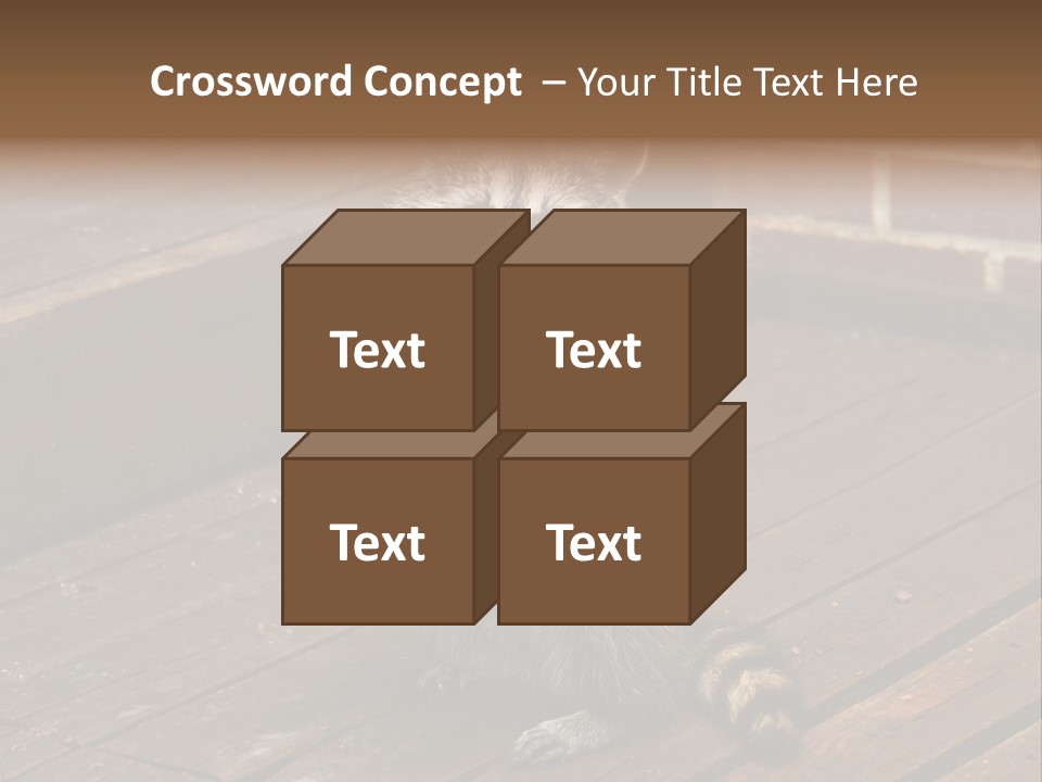 A Spring Raccoon That Lives In An Ohio Suburb - Looks Like He's Begging Or Clapping. PowerPoint Template