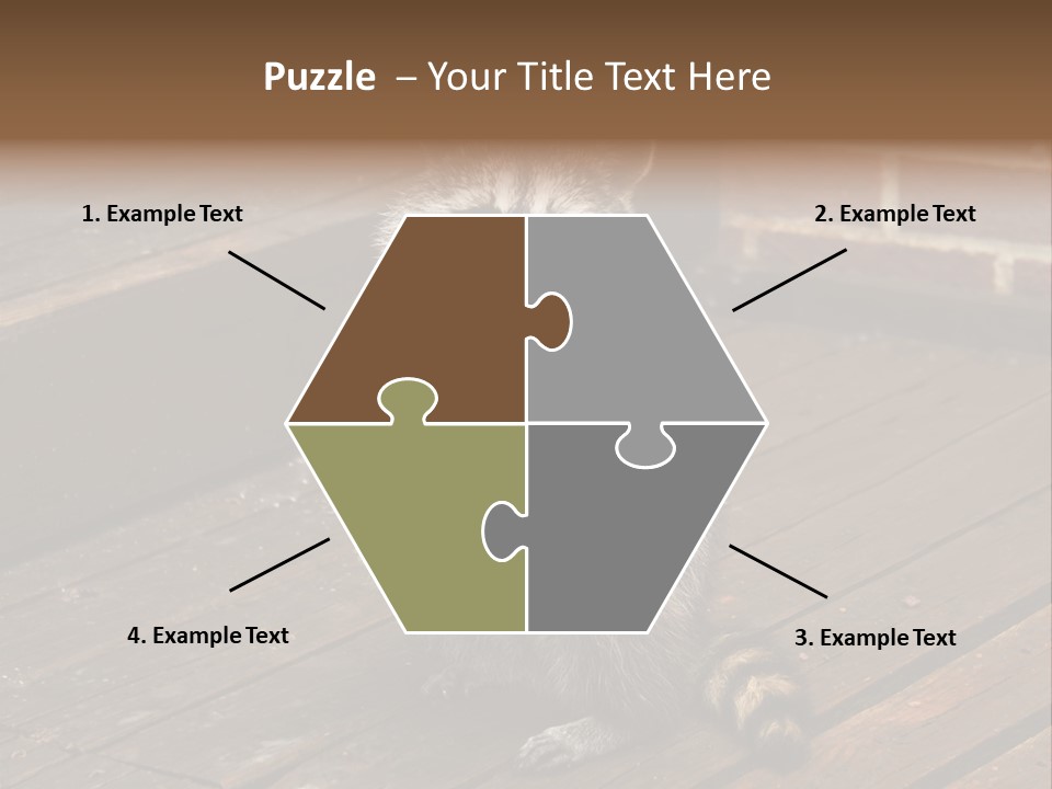 A Spring Raccoon That Lives In An Ohio Suburb - Looks Like He's Begging Or Clapping. PowerPoint Template