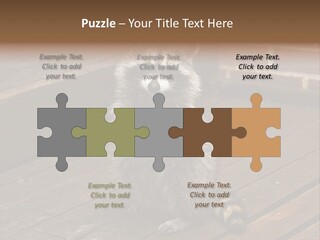 A Spring Raccoon That Lives In An Ohio Suburb - Looks Like He's Begging Or Clapping. PowerPoint Template