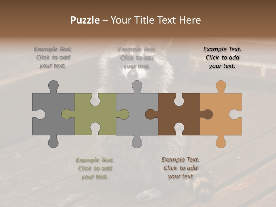 A Spring Raccoon That Lives In An Ohio Suburb - Looks Like He's Begging Or Clapping. PowerPoint Template