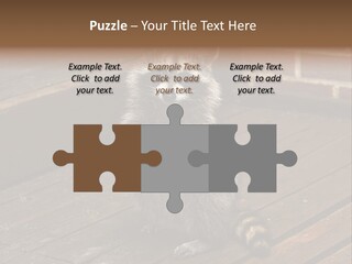 A Spring Raccoon That Lives In An Ohio Suburb - Looks Like He's Begging Or Clapping. PowerPoint Template