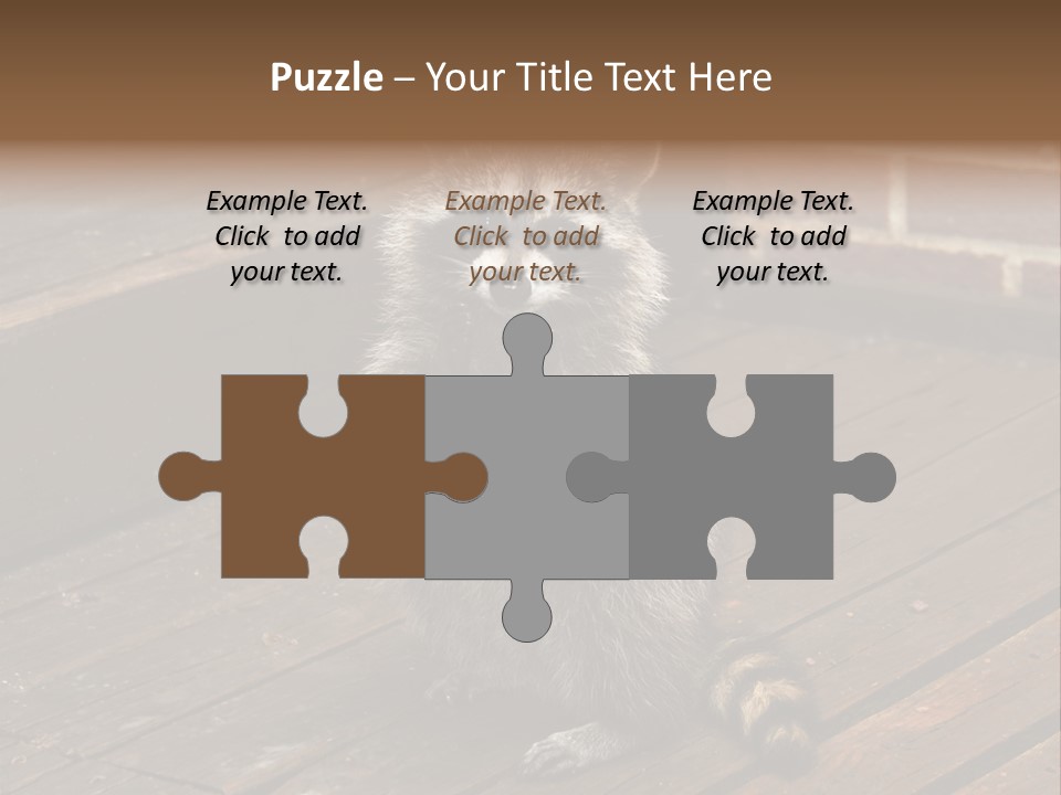 A Spring Raccoon That Lives In An Ohio Suburb - Looks Like He's Begging Or Clapping. PowerPoint Template