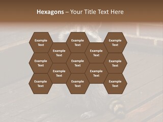 A Spring Raccoon That Lives In An Ohio Suburb - Looks Like He's Begging Or Clapping. PowerPoint Template