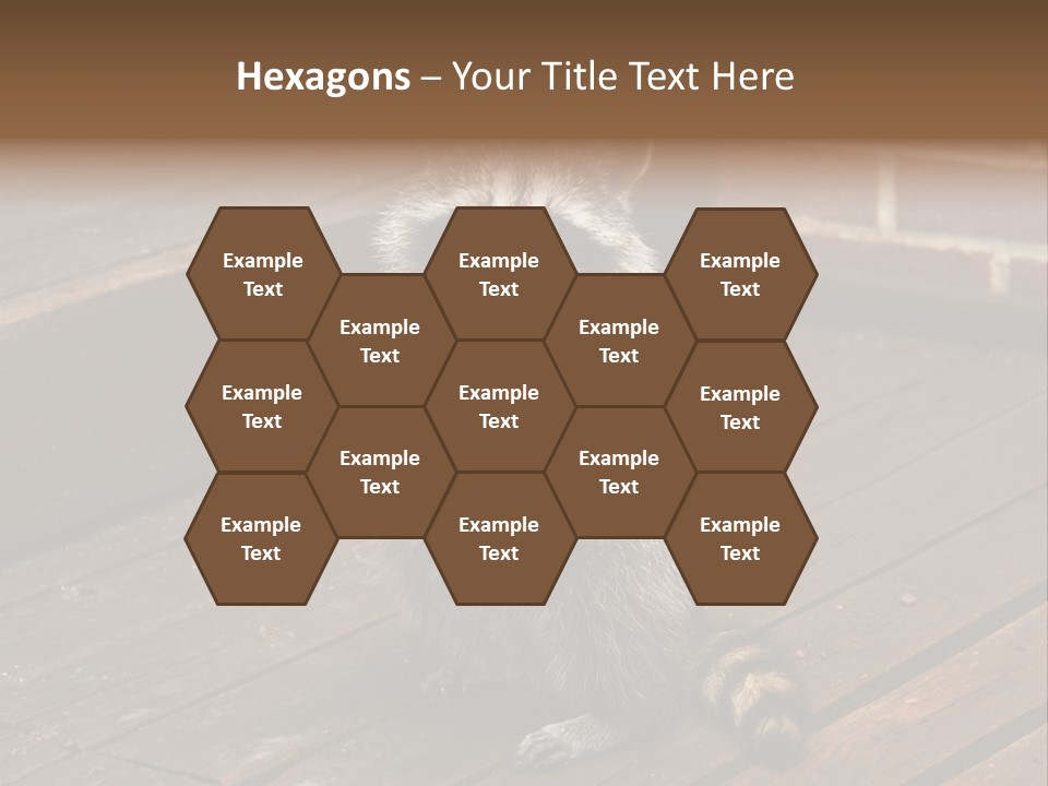 A Spring Raccoon That Lives In An Ohio Suburb - Looks Like He's Begging Or Clapping. PowerPoint Template