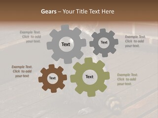 A Spring Raccoon That Lives In An Ohio Suburb - Looks Like He's Begging Or Clapping. PowerPoint Template