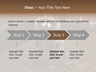 A Spring Raccoon That Lives In An Ohio Suburb - Looks Like He's Begging Or Clapping. PowerPoint Template