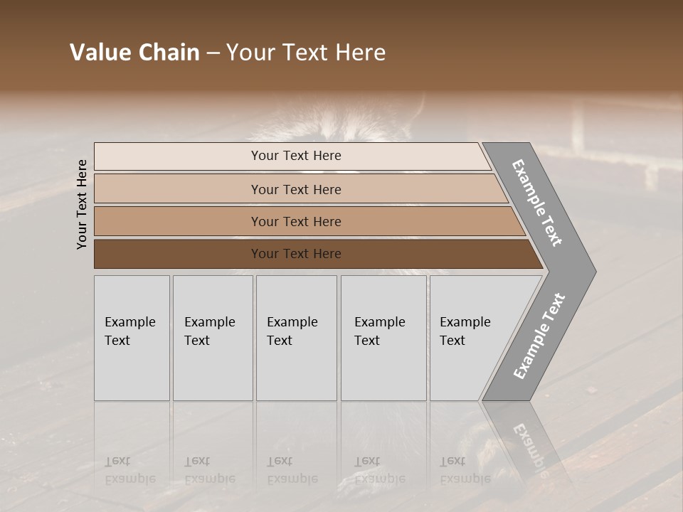 A Spring Raccoon That Lives In An Ohio Suburb - Looks Like He's Begging Or Clapping. PowerPoint Template
