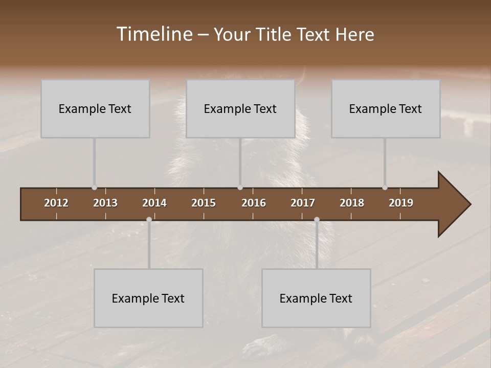 A Spring Raccoon That Lives In An Ohio Suburb - Looks Like He's Begging Or Clapping. PowerPoint Template