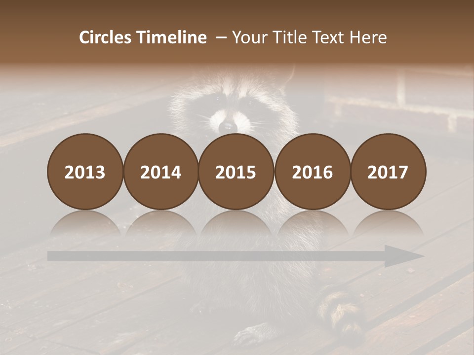 A Spring Raccoon That Lives In An Ohio Suburb - Looks Like He's Begging Or Clapping. PowerPoint Template