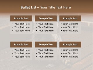 A Spring Raccoon That Lives In An Ohio Suburb - Looks Like He's Begging Or Clapping. PowerPoint Template