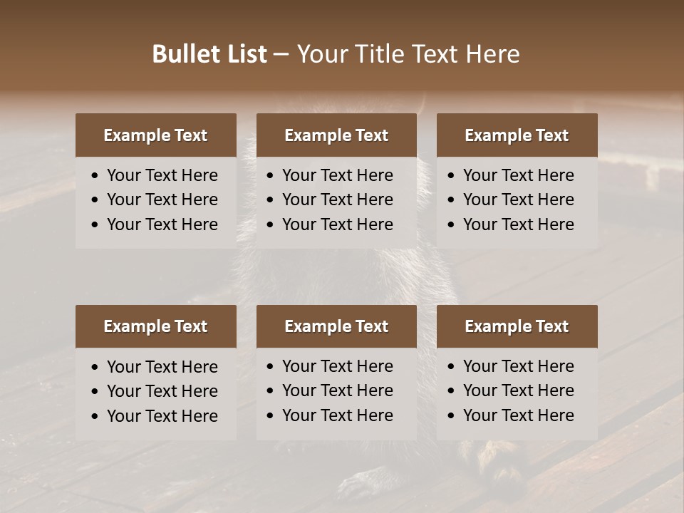 A Spring Raccoon That Lives In An Ohio Suburb - Looks Like He's Begging Or Clapping. PowerPoint Template