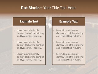 A Spring Raccoon That Lives In An Ohio Suburb - Looks Like He's Begging Or Clapping. PowerPoint Template