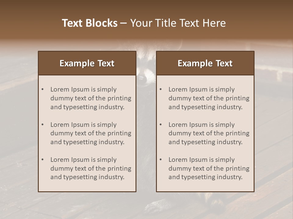 A Spring Raccoon That Lives In An Ohio Suburb - Looks Like He's Begging Or Clapping. PowerPoint Template