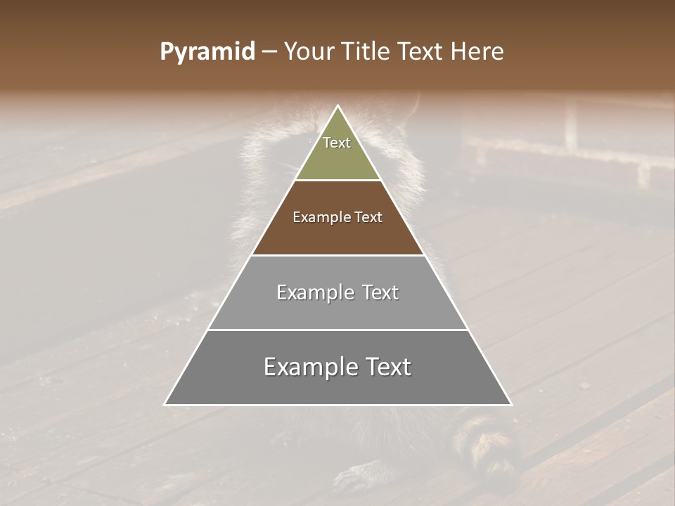 A Spring Raccoon That Lives In An Ohio Suburb - Looks Like He's Begging Or Clapping. PowerPoint Template