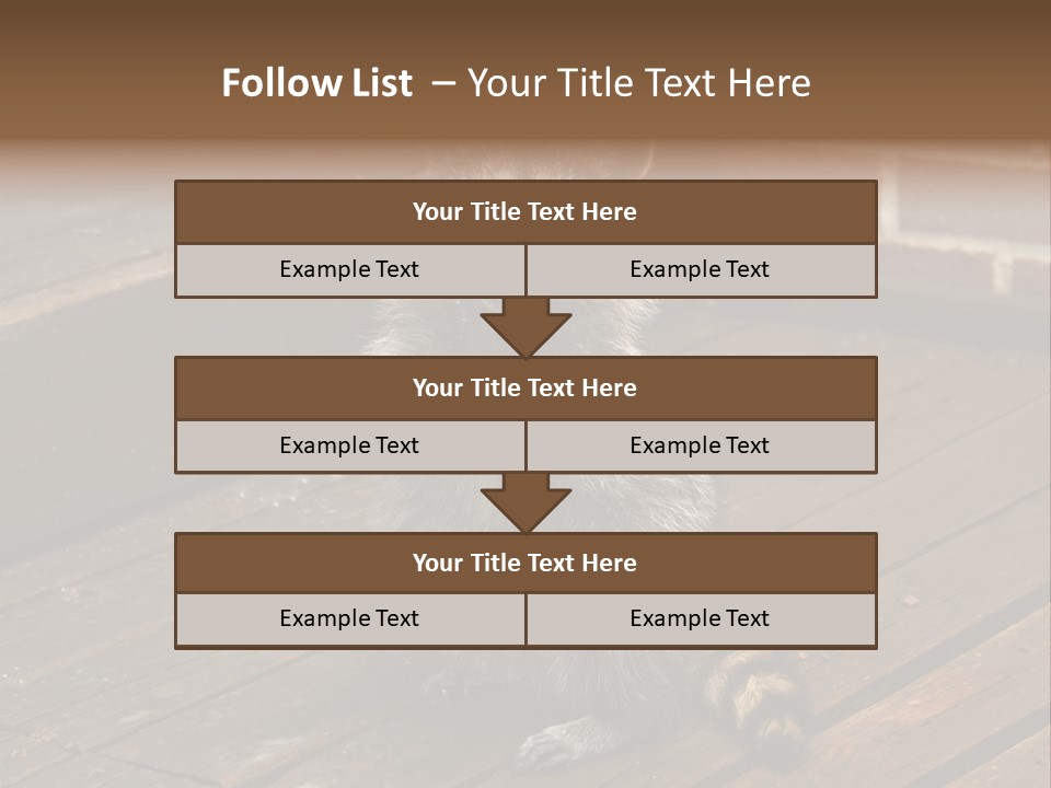 A Spring Raccoon That Lives In An Ohio Suburb - Looks Like He's Begging Or Clapping. PowerPoint Template