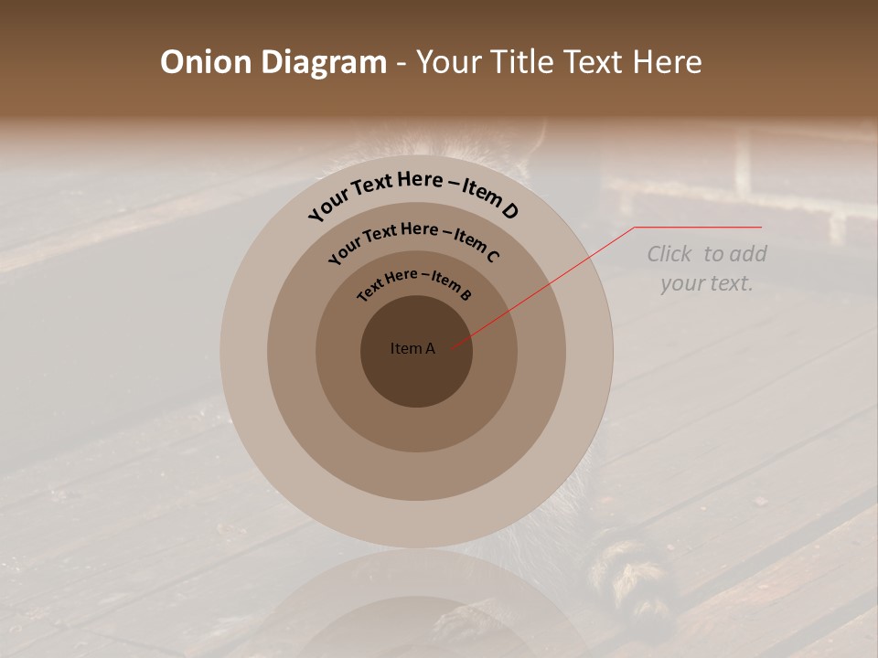A Spring Raccoon That Lives In An Ohio Suburb - Looks Like He's Begging Or Clapping. PowerPoint Template