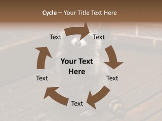 A Spring Raccoon That Lives In An Ohio Suburb - Looks Like He's Begging Or Clapping. PowerPoint Template