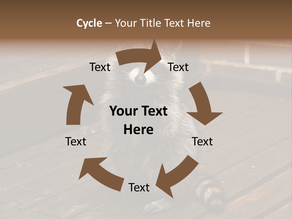 A Spring Raccoon That Lives In An Ohio Suburb - Looks Like He's Begging Or Clapping. PowerPoint Template