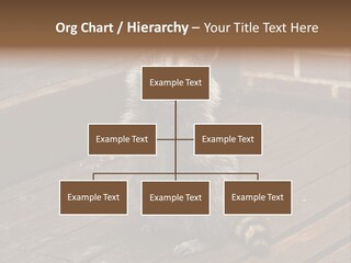 A Spring Raccoon That Lives In An Ohio Suburb - Looks Like He's Begging Or Clapping. PowerPoint Template