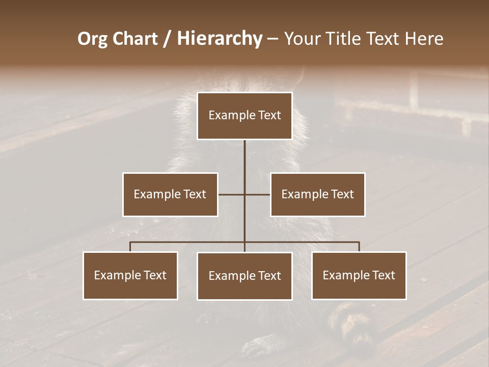 A Spring Raccoon That Lives In An Ohio Suburb - Looks Like He's Begging Or Clapping. PowerPoint Template