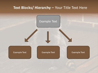 A Spring Raccoon That Lives In An Ohio Suburb - Looks Like He's Begging Or Clapping. PowerPoint Template