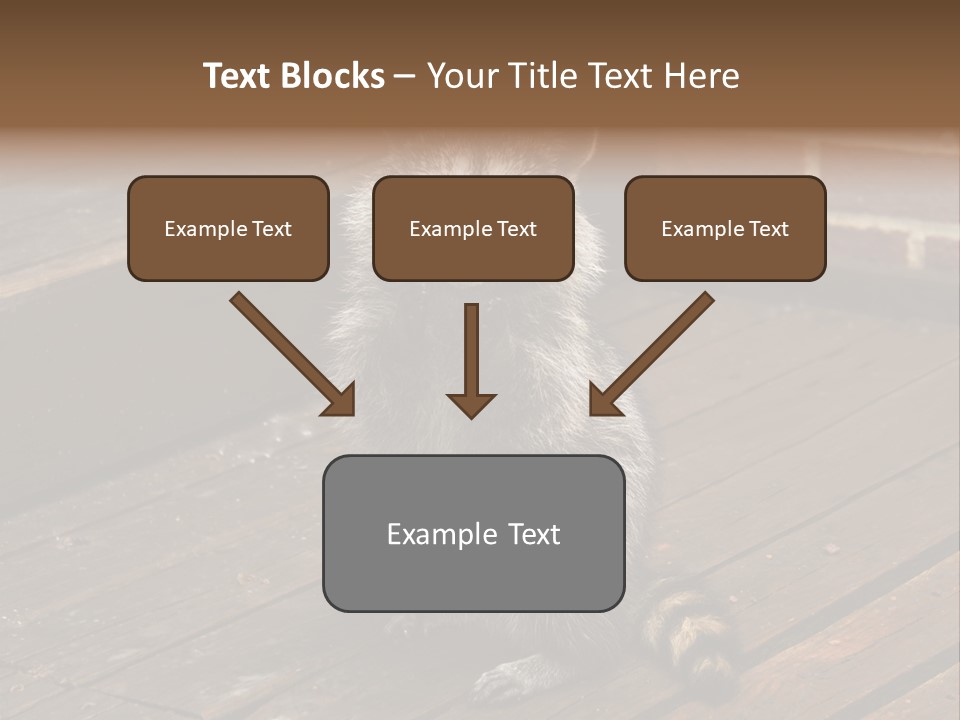 A Spring Raccoon That Lives In An Ohio Suburb - Looks Like He's Begging Or Clapping. PowerPoint Template