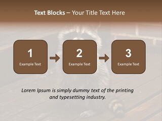 A Spring Raccoon That Lives In An Ohio Suburb - Looks Like He's Begging Or Clapping. PowerPoint Template