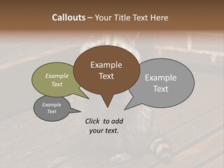 A Spring Raccoon That Lives In An Ohio Suburb - Looks Like He's Begging Or Clapping. PowerPoint Template