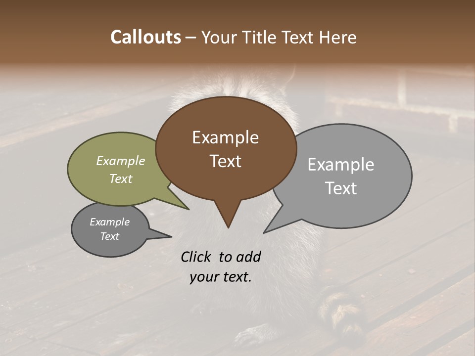 A Spring Raccoon That Lives In An Ohio Suburb - Looks Like He's Begging Or Clapping. PowerPoint Template