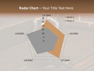 A Spring Raccoon That Lives In An Ohio Suburb - Looks Like He's Begging Or Clapping. PowerPoint Template