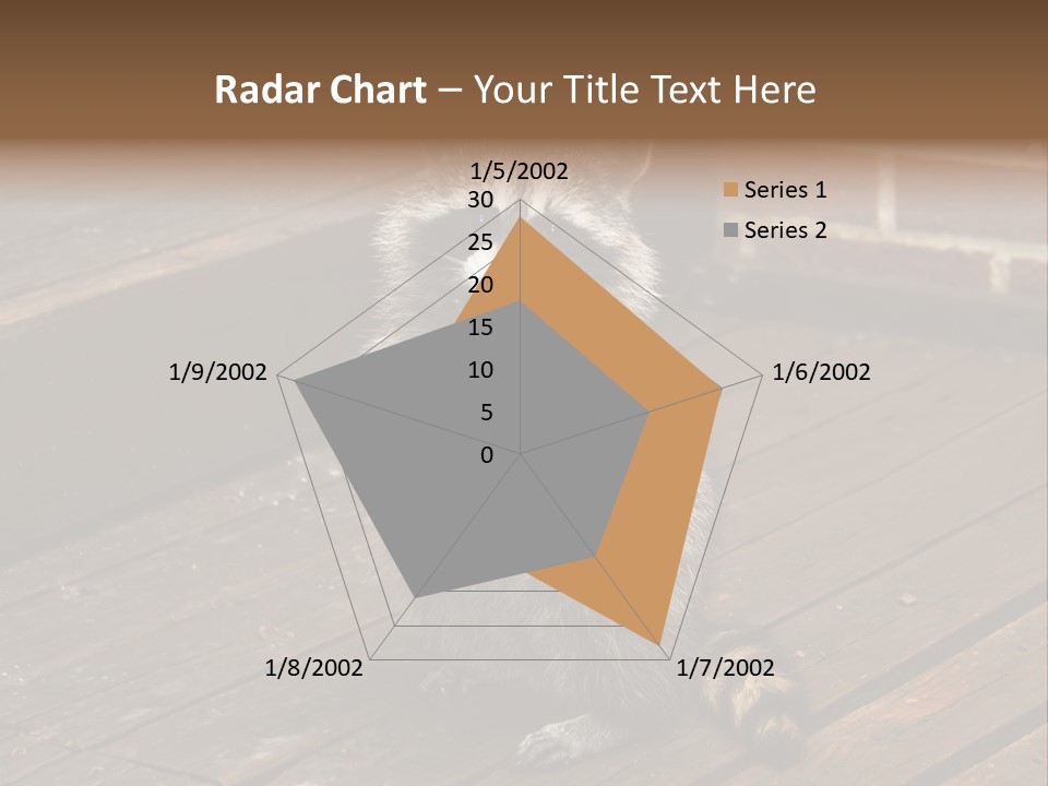 A Spring Raccoon That Lives In An Ohio Suburb - Looks Like He's Begging Or Clapping. PowerPoint Template