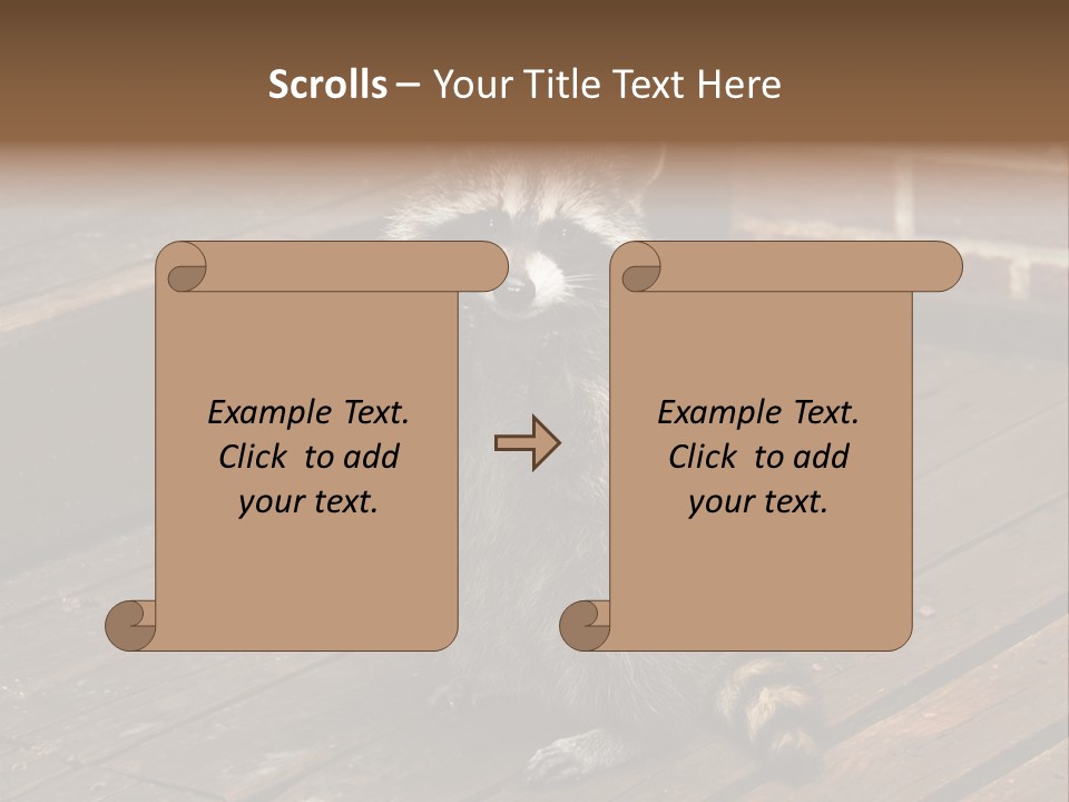 A Spring Raccoon That Lives In An Ohio Suburb - Looks Like He's Begging Or Clapping. PowerPoint Template