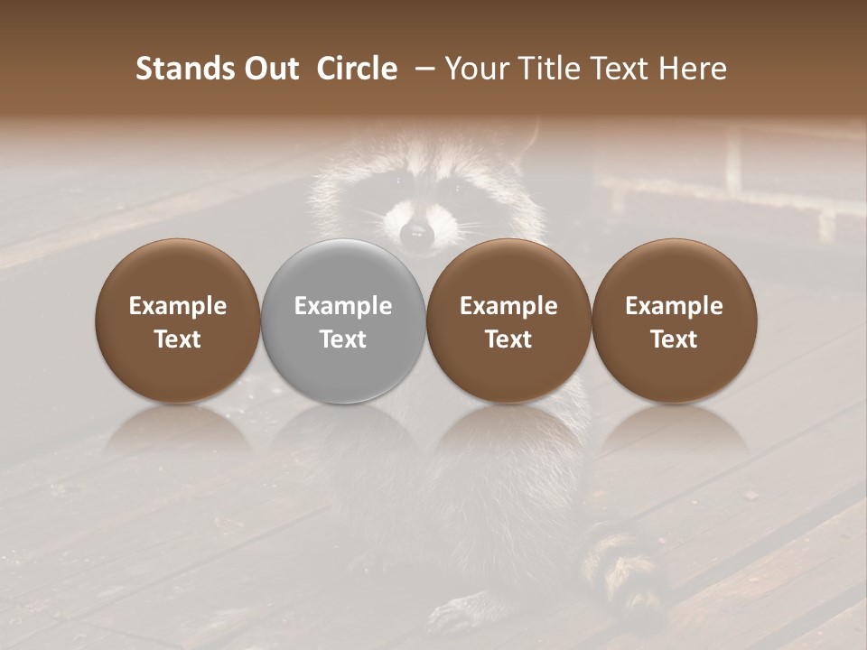 A Spring Raccoon That Lives In An Ohio Suburb - Looks Like He's Begging Or Clapping. PowerPoint Template