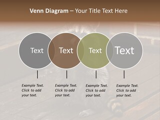 A Spring Raccoon That Lives In An Ohio Suburb - Looks Like He's Begging Or Clapping. PowerPoint Template