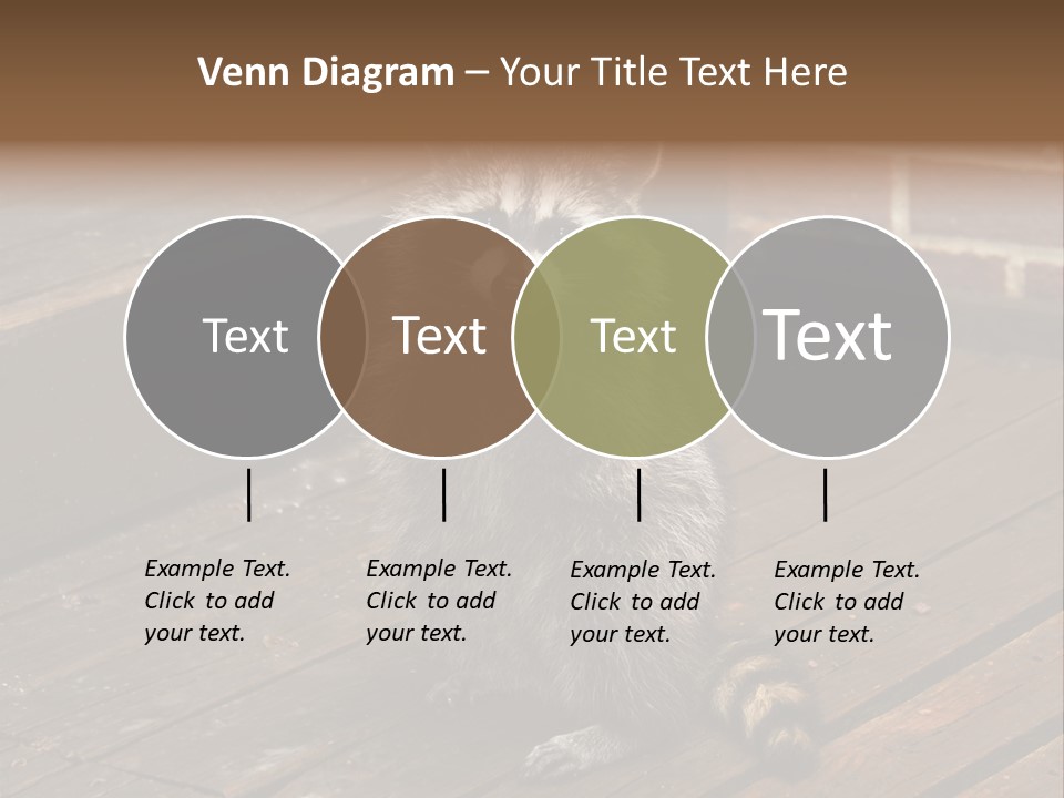 A Spring Raccoon That Lives In An Ohio Suburb - Looks Like He's Begging Or Clapping. PowerPoint Template