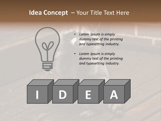 A Spring Raccoon That Lives In An Ohio Suburb - Looks Like He's Begging Or Clapping. PowerPoint Template