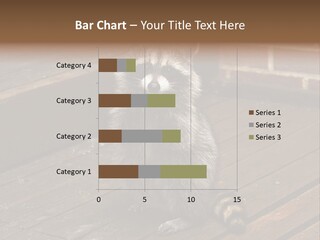 A Spring Raccoon That Lives In An Ohio Suburb - Looks Like He's Begging Or Clapping. PowerPoint Template