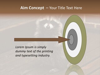 A Spring Raccoon That Lives In An Ohio Suburb - Looks Like He's Begging Or Clapping. PowerPoint Template