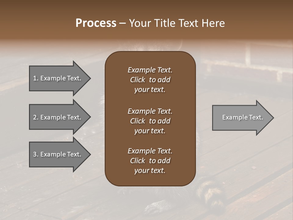 A Spring Raccoon That Lives In An Ohio Suburb - Looks Like He's Begging Or Clapping. PowerPoint Template