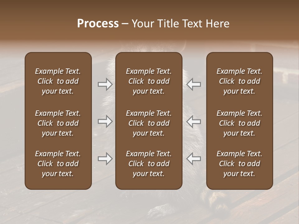 A Spring Raccoon That Lives In An Ohio Suburb - Looks Like He's Begging Or Clapping. PowerPoint Template