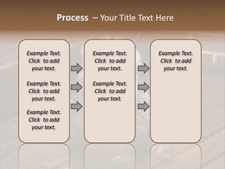 A Spring Raccoon That Lives In An Ohio Suburb - Looks Like He's Begging Or Clapping. PowerPoint Template