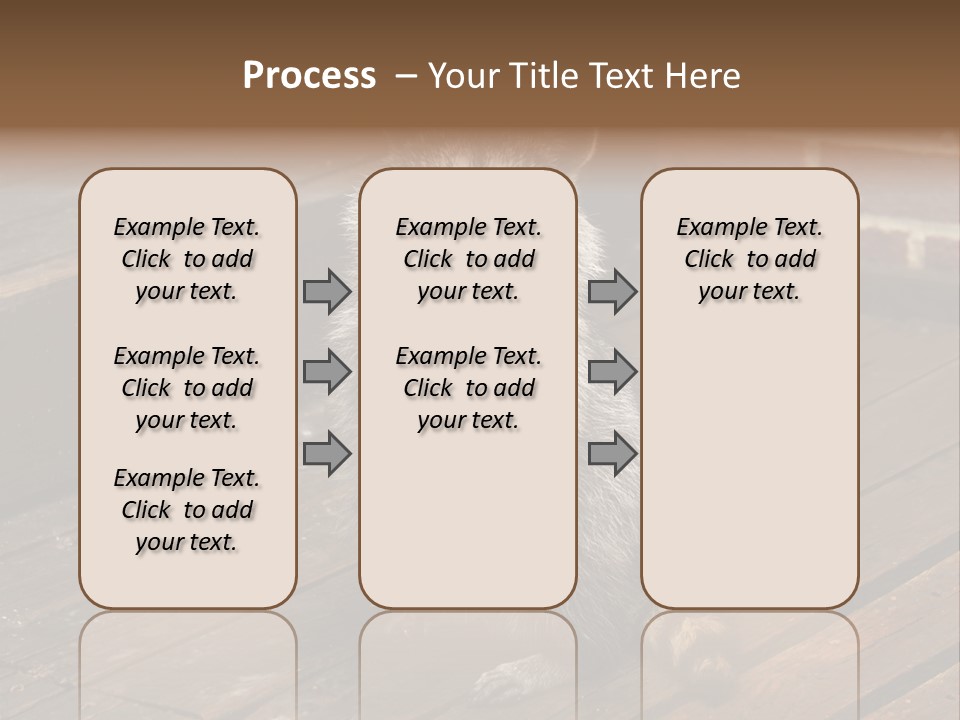 A Spring Raccoon That Lives In An Ohio Suburb - Looks Like He's Begging Or Clapping. PowerPoint Template