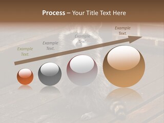 A Spring Raccoon That Lives In An Ohio Suburb - Looks Like He's Begging Or Clapping. PowerPoint Template