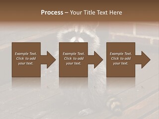 A Spring Raccoon That Lives In An Ohio Suburb - Looks Like He's Begging Or Clapping. PowerPoint Template