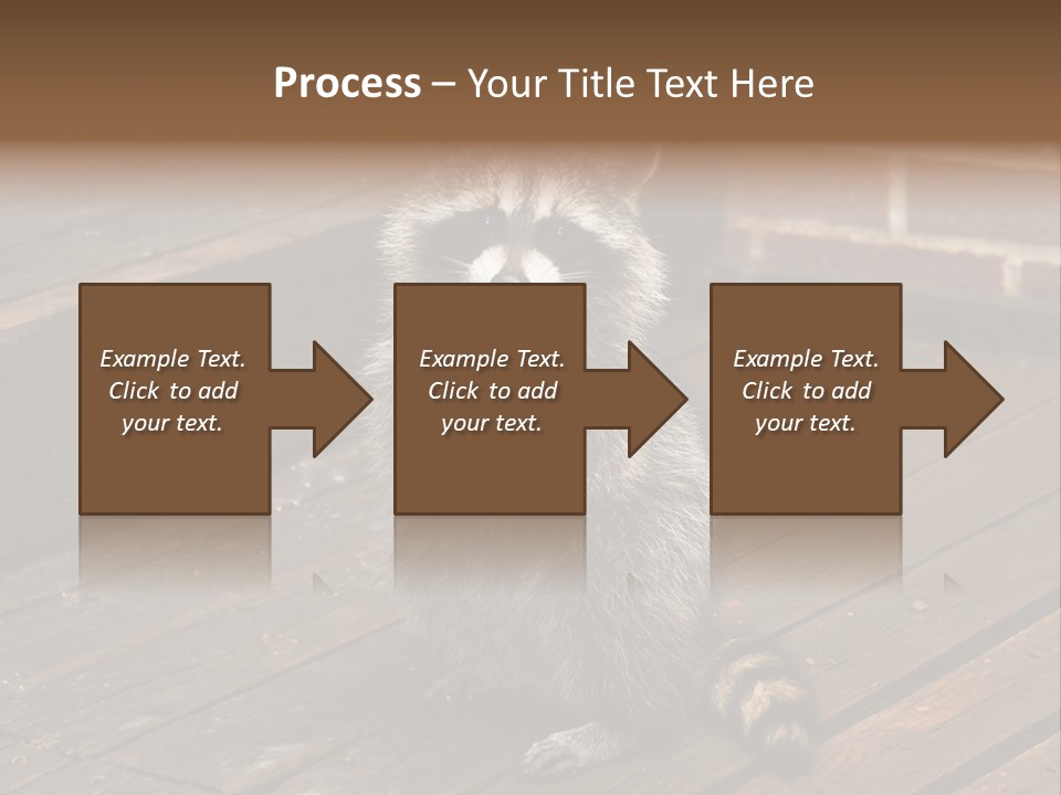 A Spring Raccoon That Lives In An Ohio Suburb - Looks Like He's Begging Or Clapping. PowerPoint Template