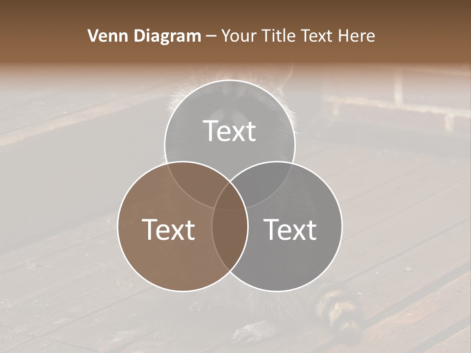 A Spring Raccoon That Lives In An Ohio Suburb - Looks Like He's Begging Or Clapping. PowerPoint Template