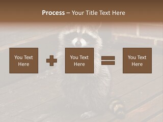 A Spring Raccoon That Lives In An Ohio Suburb - Looks Like He's Begging Or Clapping. PowerPoint Template