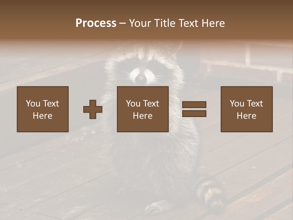 A Spring Raccoon That Lives In An Ohio Suburb - Looks Like He's Begging Or Clapping. PowerPoint Template