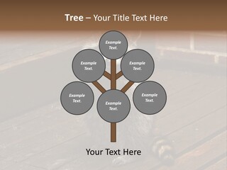 A Spring Raccoon That Lives In An Ohio Suburb - Looks Like He's Begging Or Clapping. PowerPoint Template