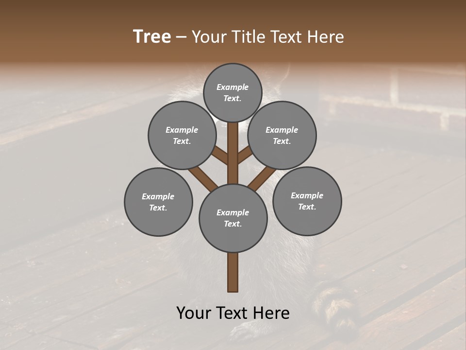 A Spring Raccoon That Lives In An Ohio Suburb - Looks Like He's Begging Or Clapping. PowerPoint Template